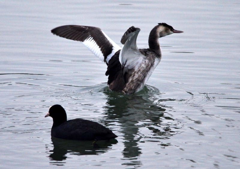 Uno svasso che fa il morto